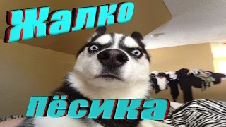 НЕ ДЕТСКИЕ ПРИКОЛЫ 2016|НЕ СМЕЙСЯ ЧЕЛЛЕНДЖ|ТЕСТ НА ПСИХИКУ|ЛУЧШИЕ ДЕКАБРЬ #11