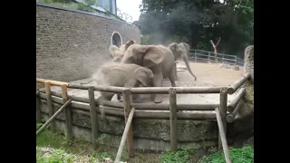Elefantenkampf Elefanten Kampf im Zoo Elefant rastet aus !