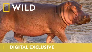 A Territorial Hippo Stakes His Claim | Deadliest Month Ever | National Geographic Wild UK