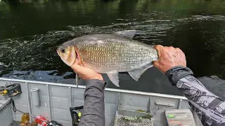 VOCE TERIA CORAGEM DE PESCAR NESSE LUGAR, PESCARIA DE TRAIRAO E MATRINXA - PESCA ESPORTIVA