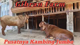 PUSATNYA KAMBING JUMBO DI JAWA TENGAH, CUKUP DENGAN 100 RIBUAN@alekbudisantoso9048