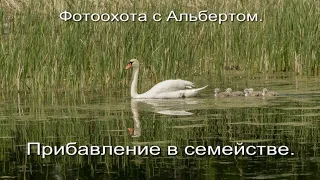 Фотоохота с Альбертом.  Прибавление в семействе.