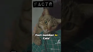 Fact: you are strong 💪 #shorts #facts #factshorts #cat #cats #didyouknow
