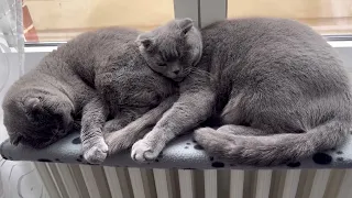 КОШКИ ОТДЫХАЮТ😻😘