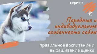 Породные и индивидуальные особенности собак. Серия 2