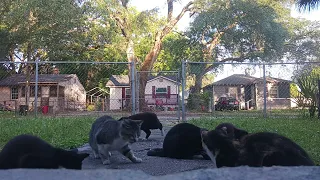 FEEDING NEIGHBORHOOD HUNGRY CATS AND KITTENS