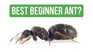 How To Care for Lasius Niger - Care Guide | BRUMA Ants