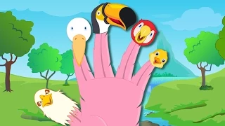 Birds Finger Family | Nursery Rhymes For Children