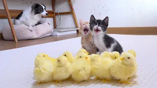 I Sneaked in 10 Chicks in My Dog and Kittens' Room...