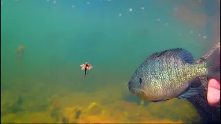 Underwater Bluegill Strikes on Flies -- How to Catch Bluegill with Flies