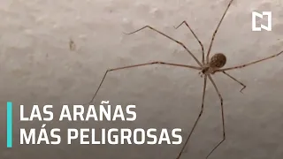 Síntomas de picadura de araña | Tipos de araña - Las Noticias