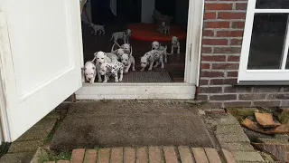 14 Dalmatian puppies first time outdoor