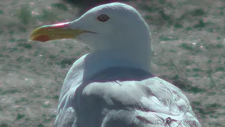 Морская чайка. Sea ​​gull