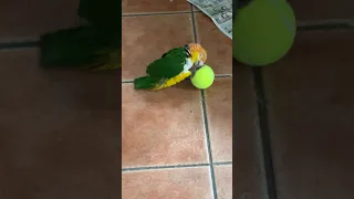 Caique Parrot’s Bestie is a Tennis Ball🥹 #shorts