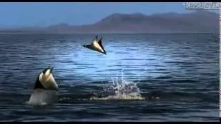 Pelicans and Flying Rays