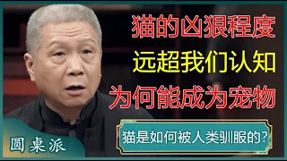 猫算不算被人类驯化了？凶残至极为何能成为宠物？#窦文涛 #梁文道 #马未都 #周轶君 #马家辉 #许子东