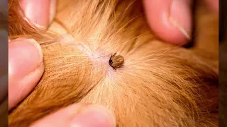 Montana veterinarian warns of ticks as spring and rain emerge