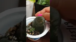 Successful way of propagating African Violets