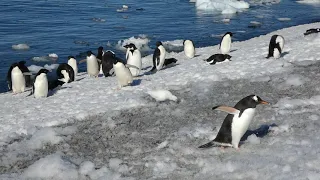 Penguins swimming, coming ashore