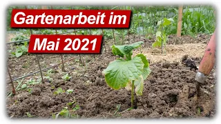 Gartenarbeit Mai | Gurken und Paprika auspflanzen, Bohnen aussäen, Salat ernten