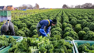 How Farmer Harvesting Tons of Fennel, Red Cabbage, Green Onion, Broccoli - Modern Vegetable Farming