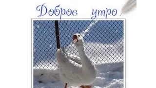 Содержание птицы зимой.The content of the birds in the winter.