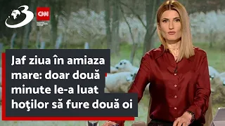 Jaf ziua în amiaza mare: doar două minute le-a luat hoţilor să fure două oi