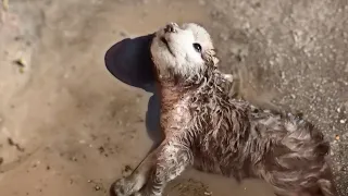 Losing its ears and tail, the wet disabled puppy could only look up and beg