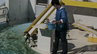 自由すぎるペンギンショー　おたる水族館　penguin show
