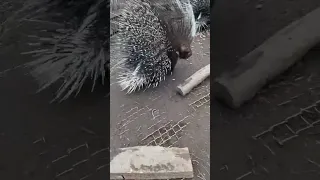 Um sketchy mobile pin cushions. #porcupine #africancrested #pincushion #danger #ouch