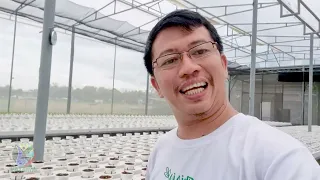 Hydroponics Greenhouse in Lubao Pampanga (Transfer Grow Area)
