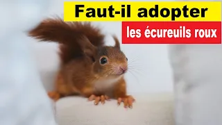 Quels sont les dangers si on adopte un écureuil roux ?