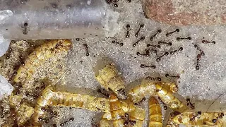 solenopsis xyloni time lapse