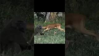 Male baboon eat young impala..