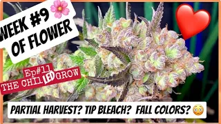 S6 E11: Week #9 of flower! Partial Harvest? Fall colors and tip bleaching cannabis? The chilLed grow