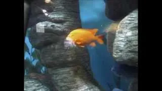 My Trip To The Tulsa Oklahoma Aquarium