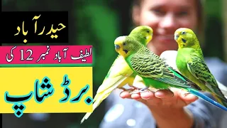 Bird Shop in latifabad number 12 Hyderabad #birdmarket #hyderabad #birdfeeding