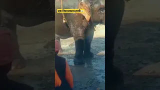 Elephant 🐘 bathing video 😱 #shortsfeed #elephantsong #viral