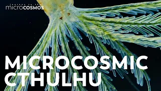 You Have Something in Common With This Horrifying Tube Worm