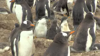 Long video of activity in the gentoo penguin colony