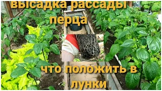 Как сажаю рассаду перца. Кладу это в лунку и получаю отличный урожай.ВСЕ СЕКРЕТЫ.