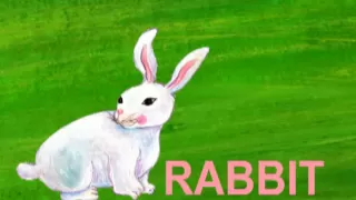 Learn the ABCs: "R" is for Rabbit