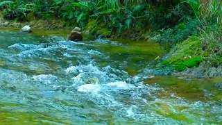 The sound of the stream purifies the mind and the birds sing beautifully