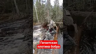 Плотина бобра