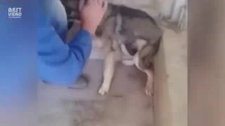 Собака после издевок людей первый раз контактирует с человеком