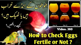 How to Check Eggs are Fertile or infertile? (Egg Candling) in urdu/Hindi |Arham| Video. 360