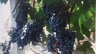 Лучшие сорта винограда для отличного красного вина