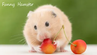 Funny and Cute Hamster🐭 Hamster stories|| Hamster Compilation