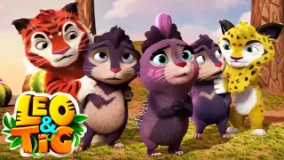 LEO and TIG 🦁 🐯 Each According to Their Ability 🐨 NEW EPISODE 💚 Moolt Kids Toons Happy Bear