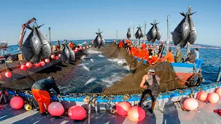 A Way For Fishermen Net Fishing Tuna - Giant Bluefin Tuna Catch Hundred Tons Tuna Fish On the sea #5